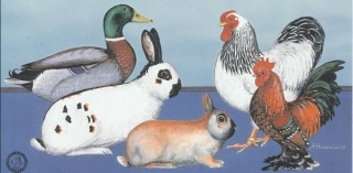 Zeichnung von Geflügel und Kaninchen - Kleintierzuchtverein Vorsfelde